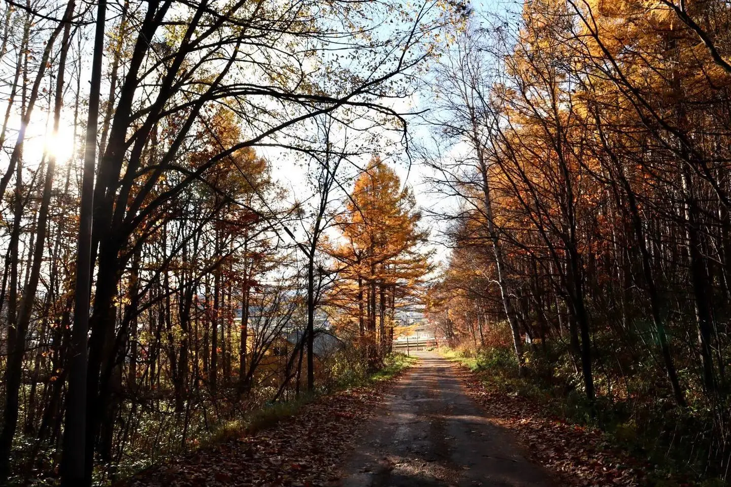 Backlit Path